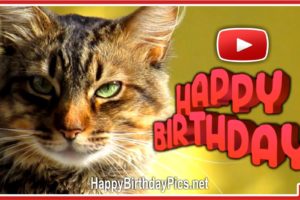 A day filled with happiness – Happy Birthday Cat A day filled with happiness – Happy Birthday Cat