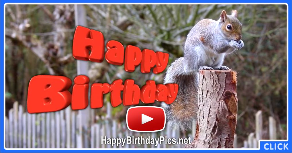 Squirrel Happy Birthday Video